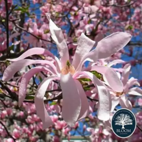 Magnolia Rosea Vromans la Ghiveci 5L ( 80 - 100 cm )