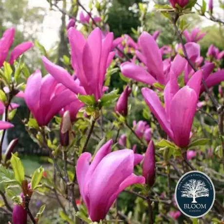 Magnolia Susan la Ghiveci 3L - Inaltime 50 - 60 cm