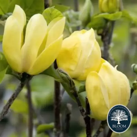 Magnolia Yellow Bird la Ghiveci 3L - Inaltime 50 - 60 cm