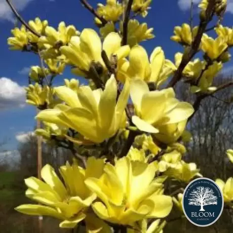 Magnolia Yellow River la Ghiveci 3L - Inaltime 50 - 60 cm