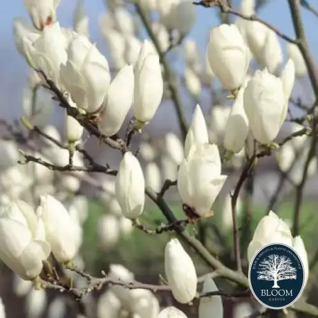 Magnolia lennei Vandeputte la Ghiveci 3L - Inaltime 50 - 60 cm