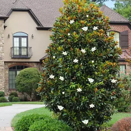 Magnolia Grandiflora la Ghiveci 5L ( 80 - 100 cm )