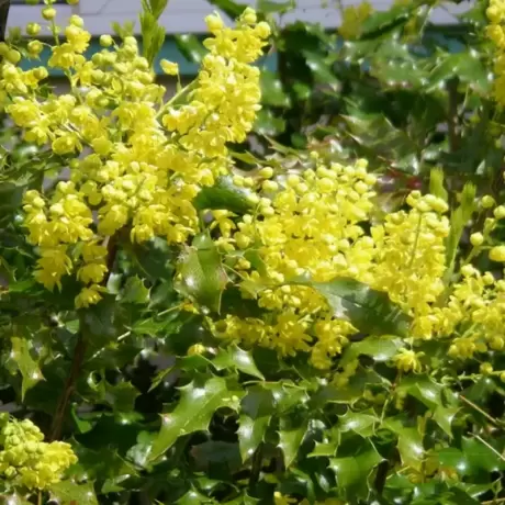 Mahonia Aguifolium la Ghiveci 3L (50 - 60 cm)