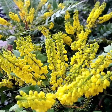 Mahonia Aguifolium la Ghiveci 3L (50 - 60 cm)