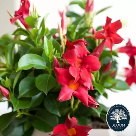 Mandevilla Crimson Fantasy - Ghiveci de 2 l - Inaltime 30 - 40 cm