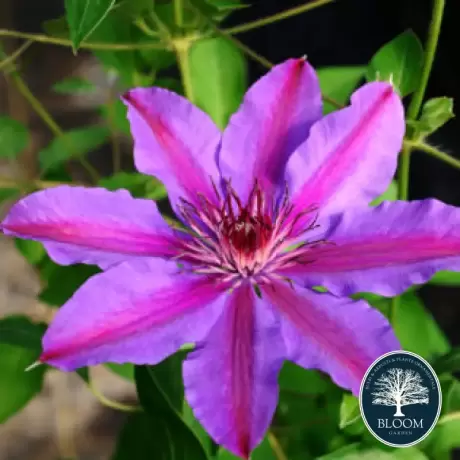 Clematis Suave la Ghiveci - Ghiveci 3 l - Inaltime 80 - 100 cm