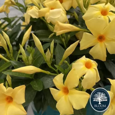 Mandevilla Sun Parasol Sunbeam - Ghiveci de 2 l - Inaltime 30 - 40 cm