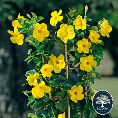 Mandevilla Yellow - Ghiveci de 2 l - Inaltime 30 - 40 cm