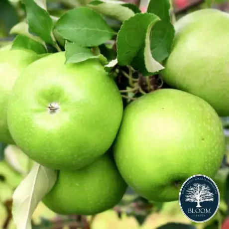 Pom Fructifer - Mar Granny Smith 