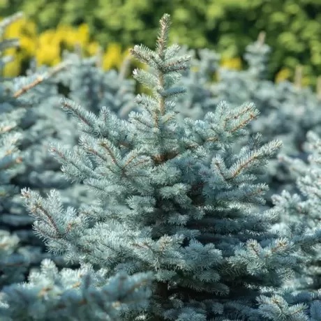 Molid argintiu (Picea pungens Super Blue Seedling) la Ghiveci de 20L (120-150 cm)