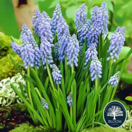 Bulbi de Muscari Armeniacum