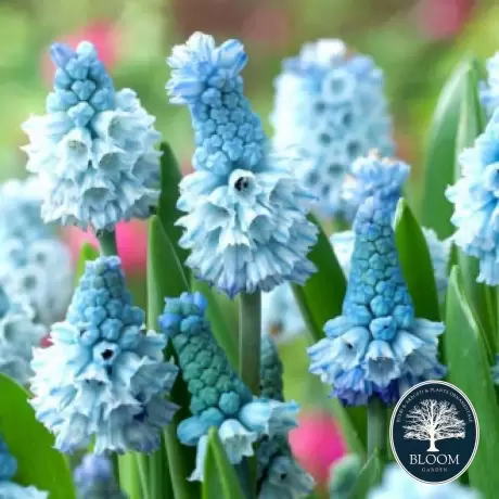 Bulbi de Muscari Azureum