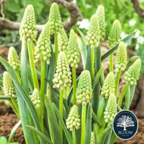 Bulbi de Muscari Bellevalia Green Pearl