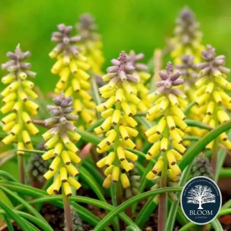 Bulbi de Muscari Golden Fragrance