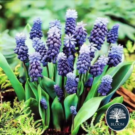 Bulbi de Muscari Latifolium