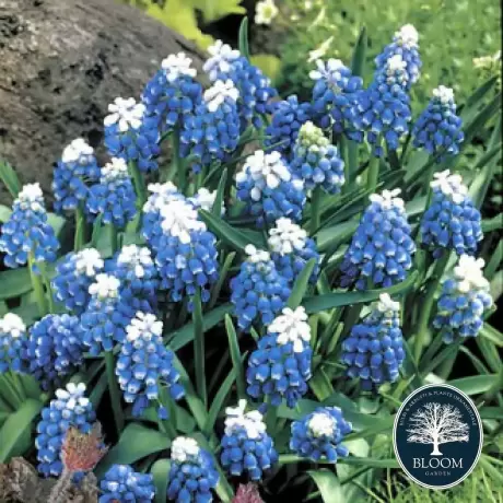 Bulbi de Muscari Mount Hood