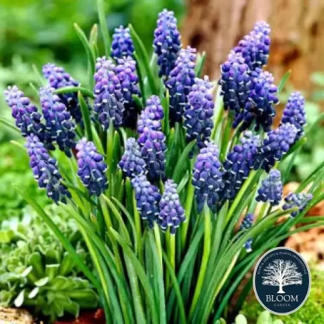 Bulbi de Muscari Neclectum