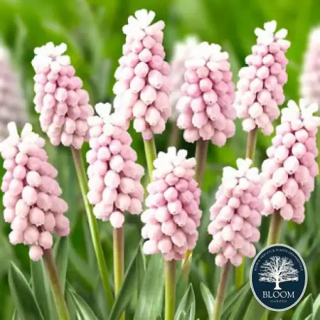 Bulbi de Muscari Pink Sunrise