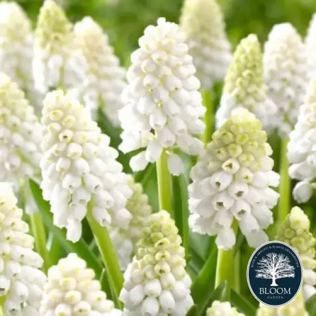 Bulbi de Muscari White Magic