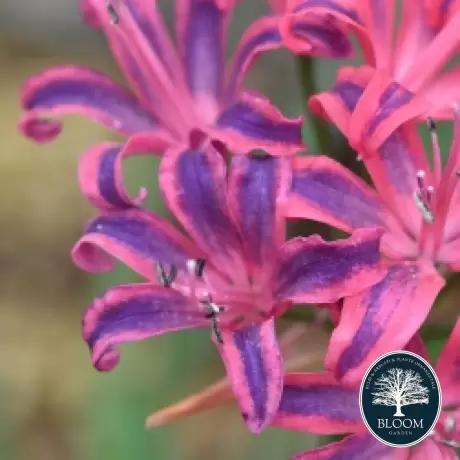 Bulbi de Nerine Bicolor