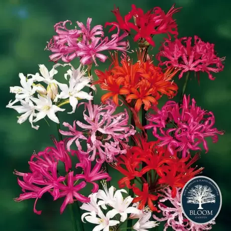 Bulbi de Nerine Mix