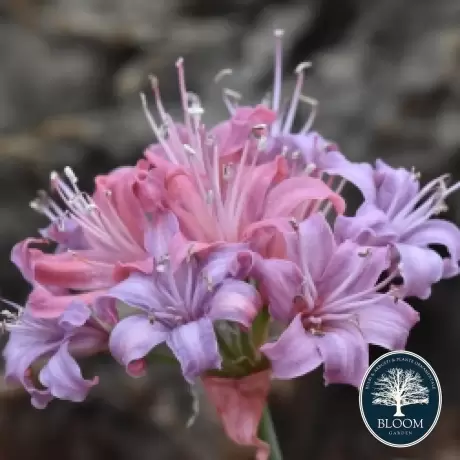 Bulbi de Nerine Multicolor