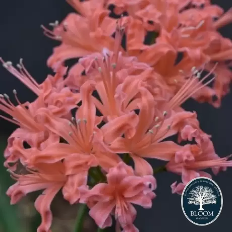 Bulbi de Nerine Orange Splash