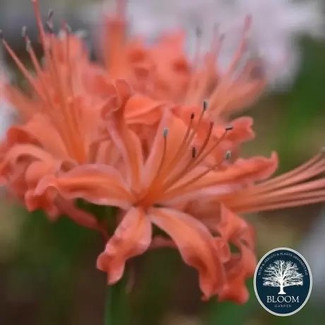 Bulbi de Nerine Orange