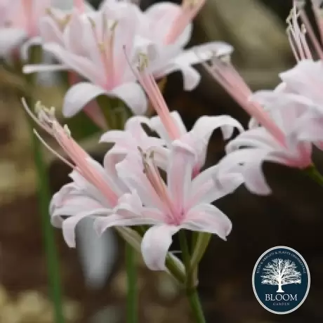 Bulbi de Nerine Pink Splash