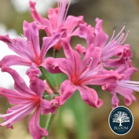 Bulbi de Nerine Pink