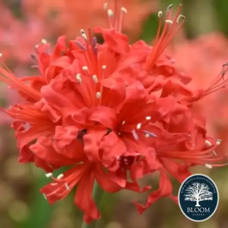 Bulbi de Nerine Red