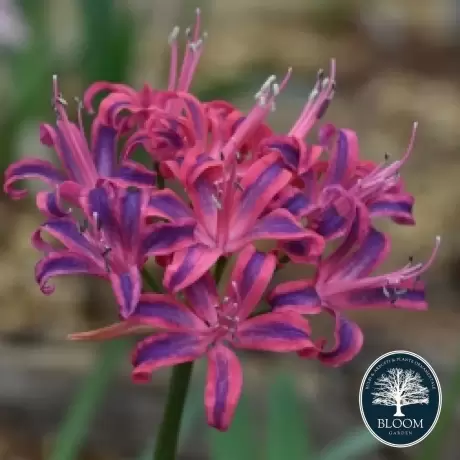 Bulbi de Nerine Violet Queen