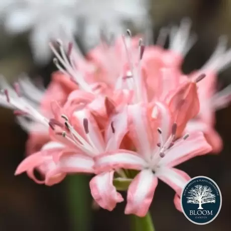 Bulbi de Nerine Bicolor White and Pink