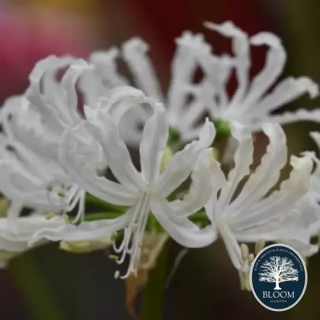 Bulbi de Nerine White