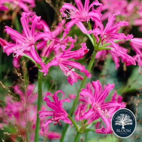 Bulbi de Nerine bowdenii