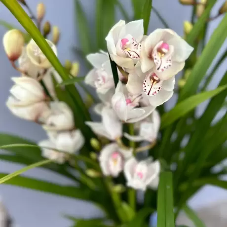 Orhidee Cymbidium - Alba la Ghiveci - Inaltime 70 - 80 cm