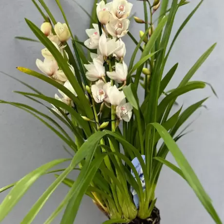 Orhidee Cymbidium - Alba la Ghiveci - Inaltime 70 - 80 cm