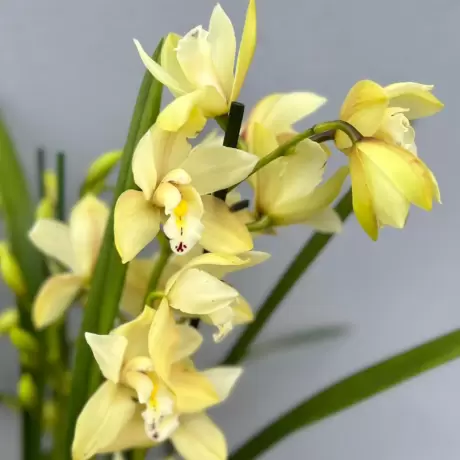 Orhidee Cymbidium - Galbena la Ghiveci - Inaltime 70 - 80 cm