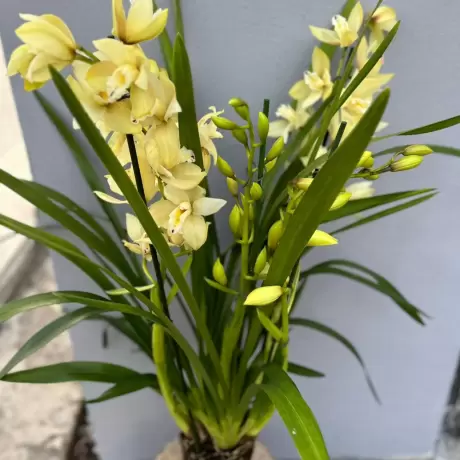 Orhidee Cymbidium - Galbena la Ghiveci - Inaltime 70 - 80 cm