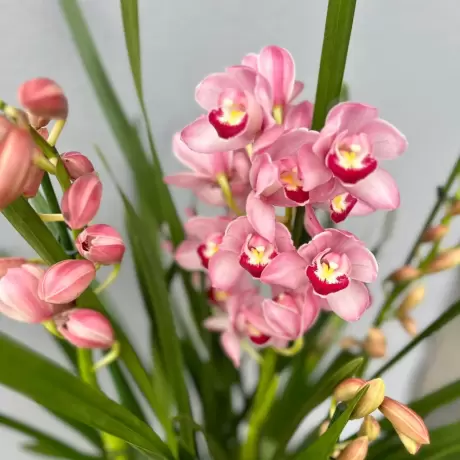 Orhidee Cymbidium - Roz la Ghiveci - Inaltime 70 - 80 cm