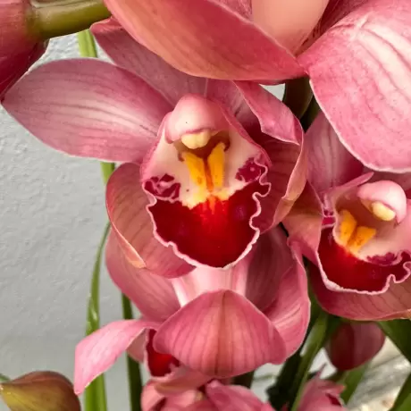 Orhidee Cymbidium - Ivone la Ghiveci - Inaltime 70 - 80 cm