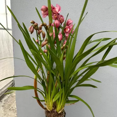 Orhidee Cymbidium - Ivone la Ghiveci - Inaltime 70 - 80 cm