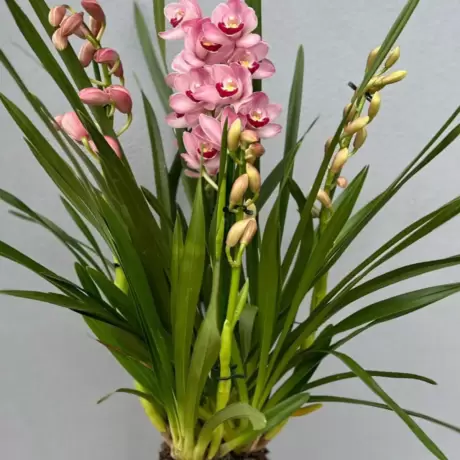 Orhidee Cymbidium - Roz la Ghiveci - Inaltime 70 - 80 cm