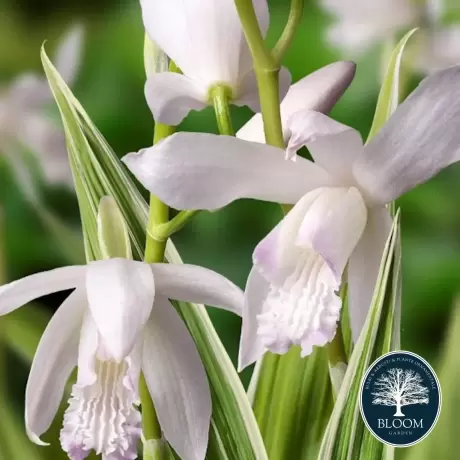 Orhidee de gradina Bletilla White