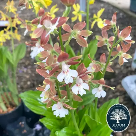 Orhidee de gradina Calanthe Brown