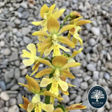 Orhidee de gradina Calanthe Orange Star