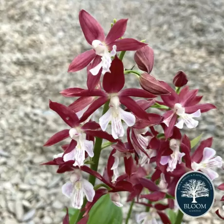 Orhidee de gradina Calanthe Red Star