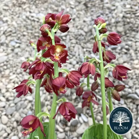 Orhidee de gradina Calanthe Red