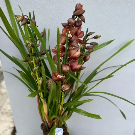 Orhidee Cymbidium - Melany la Ghiveci - Inaltime 70 - 80 cm