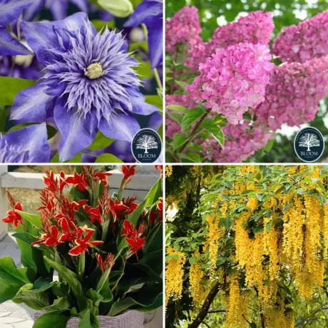 Pachet PROMO 01 - Canna Indica Lucifer / Hortensie Sundae Fraise / Wisteria Cataratoare Galbena / Clematis Multi Blue